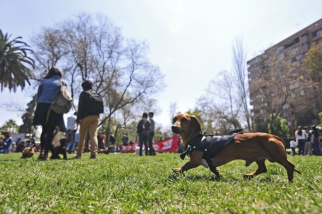 Aplicaciones para entrenar a tu perro