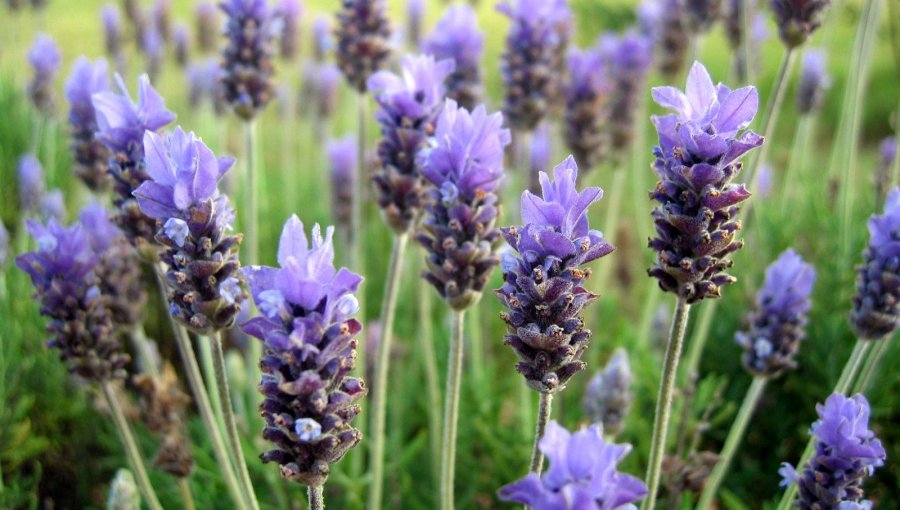 Alivia el dolor de cabeza con la limonada de lavanda