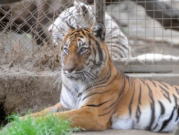 El número de tigres salvajes aumenta por primera vez en 100 años