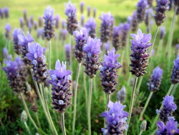 Alivia el dolor de cabeza con la limonada de lavanda