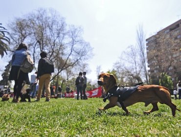 Aplicaciones para entrenar a tu perro