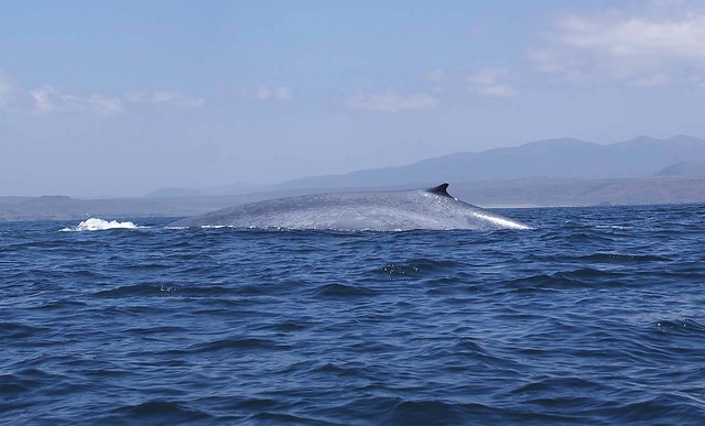 Un estudio científico señala que la leyenda de Moby Dick puede ser cierta