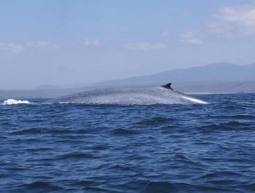 Un estudio científico señala que la leyenda de Moby Dick puede ser cierta