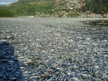 Varamiento de sardinas: Gobierno envía camiones para ayudar en el despeje del río en Queule