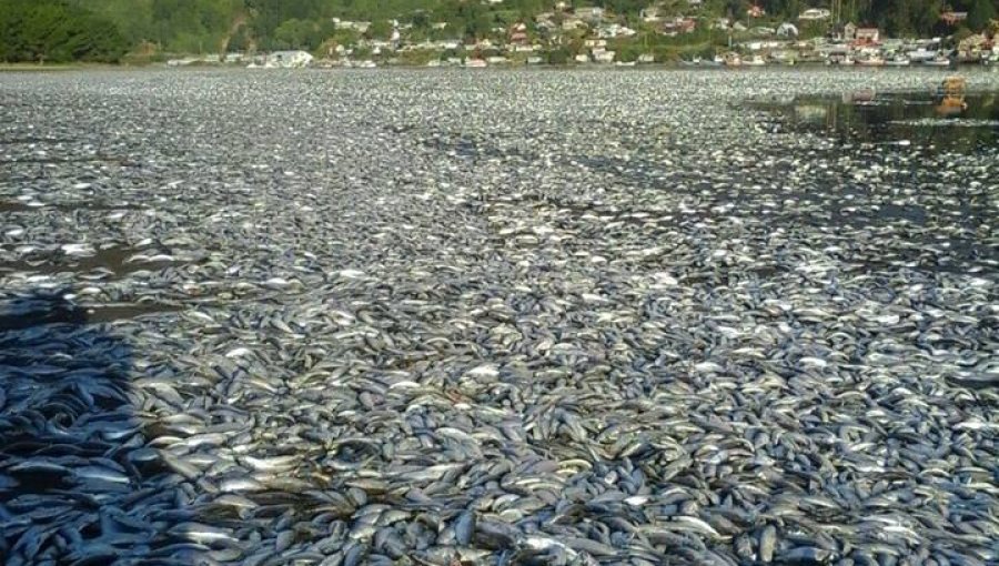 Varamiento de sardinas: Gobierno envía camiones para ayudar en el despeje del río en Queule