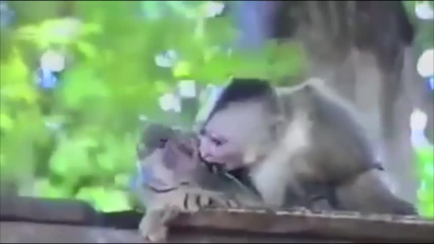 Viral: Increíble muestra de afecto de un mono hacia un gato