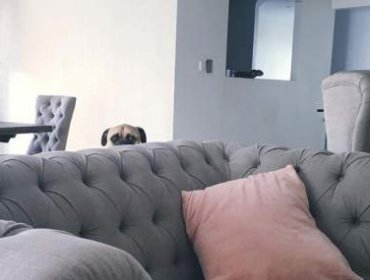 Adorable perro vigila a su dueño durante todo el día por ésta razón