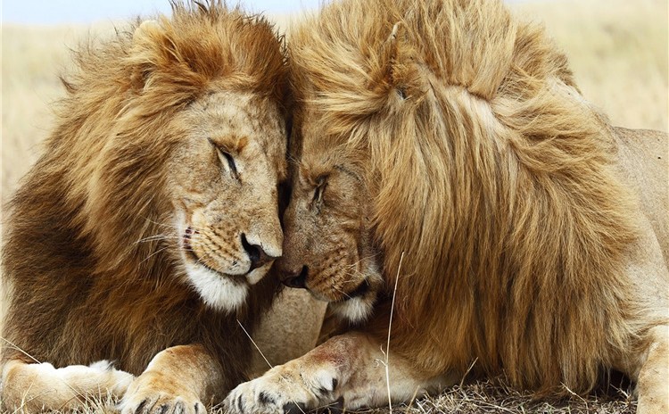 Homosexualidad en el mundo animal: Conoce a los leones gays de Botsuana