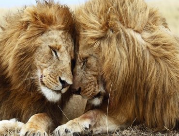 Homosexualidad en el mundo animal: Conoce a los leones gays de Botsuana