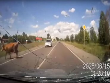 Conductor choca a vacas teniendo sexo en plena carretera: Impactante video