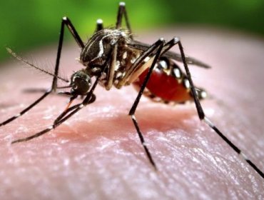 Empresario distribuye pulseras que puede espantar al mosquito que transmite el Zika