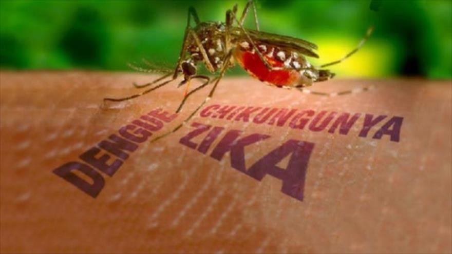 Llaman a reforzar medidas preventivas de proliferación del mosquito que transmite el virus del Zika