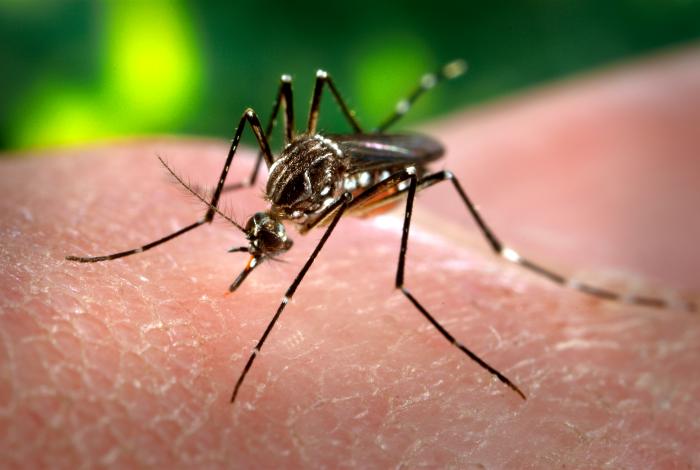 Infectólogo descarta que mosquito transmisor del Zika se propague hacia zona centro-sur