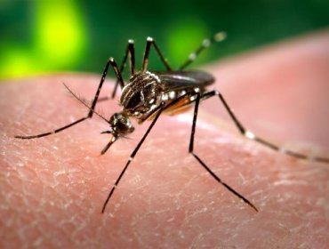 Infectólogo descarta que mosquito transmisor del Zika se propague hacia zona centro-sur