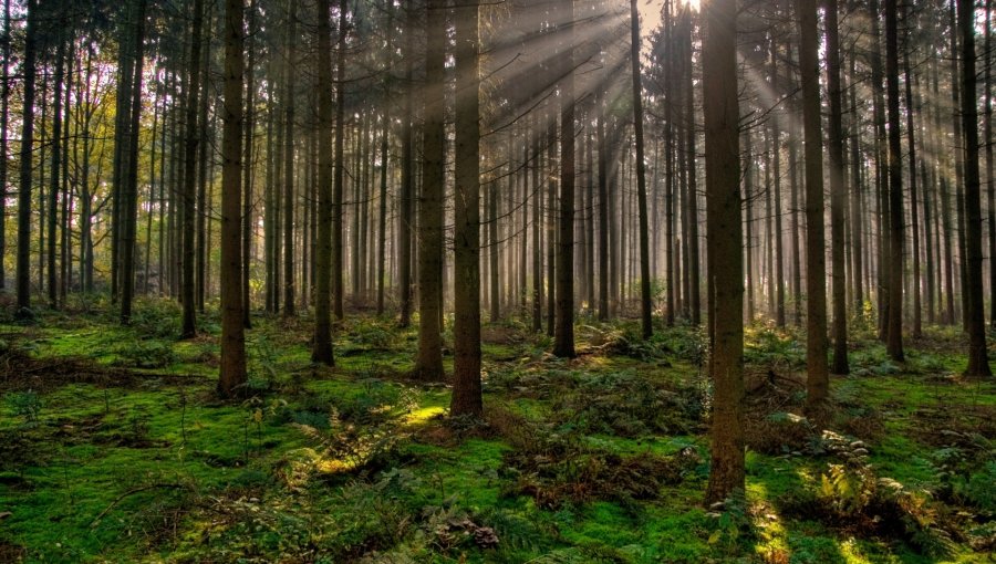 Viejos bosques pueden funcionar como amortiguadores ante altas temperaturas