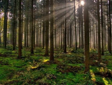 Viejos bosques pueden funcionar como amortiguadores ante altas temperaturas