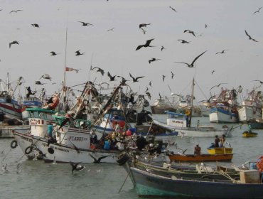 Pescadores denuncian: “La merluza común está agotada y próxima al exterminio”