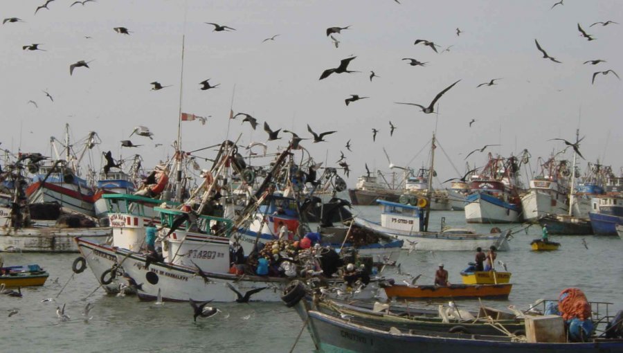 Pescadores denuncian: “La merluza común está agotada y próxima al exterminio”