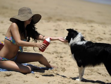 ¿Es tu perro feliz? estas son algunas señales que debes tener en cuenta