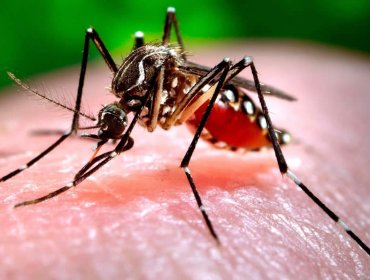 Alerta Sanitaria en Arica por presencia del mosquito que transmite el virus Zika