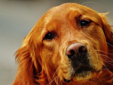 Cariño canino: Los perros comparten el mismo ritmo cardíaco de sus dueños