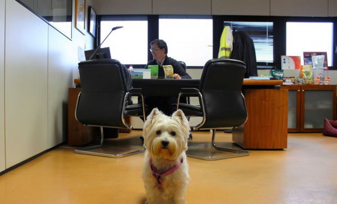 Pets@Work, un programa para la convivencia con mascotas en la oficina