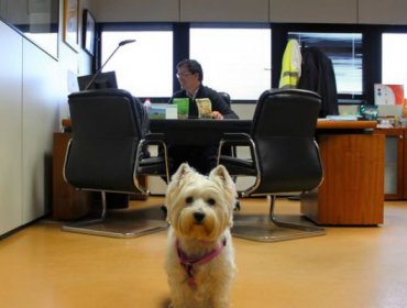 Pets@Work, un programa para la convivencia con mascotas en la oficina