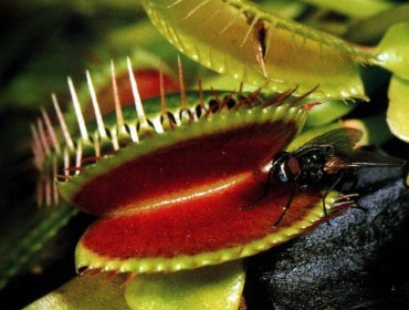 Las plantas carnívoras explotan sus defensas para alimentarse de insectos