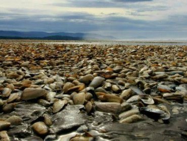 Marea roja: la tragedia de Chiloé y el sur de Chile