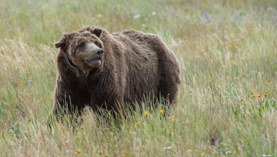 Matan a tiros al oso más famoso de Yellowstone