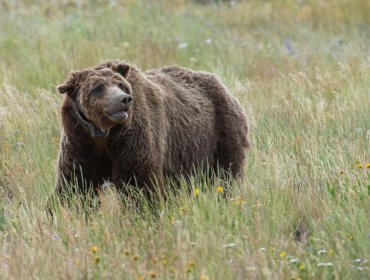 Matan a tiros al oso más famoso de Yellowstone