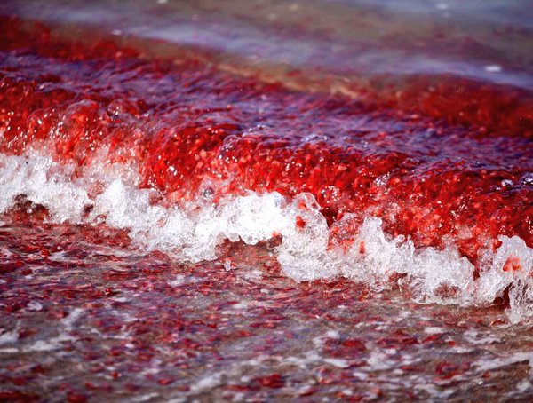 Nueva varazón: esta vez son langostinos enanos en playa La Lisera de Arica