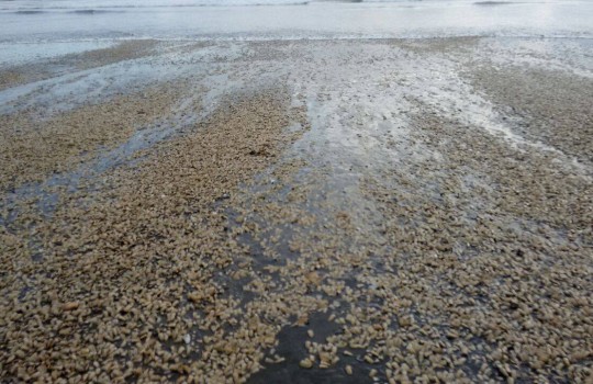 Chiloé en crisis: Gobierno comenzó el pago del bono a los afectados por Marea Roja