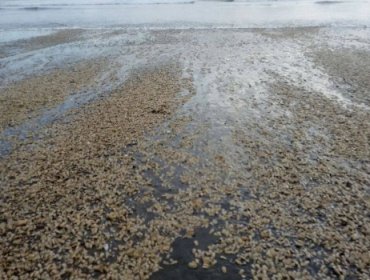Chiloé en crisis: Gobierno comenzó el pago del bono a los afectados por Marea Roja
