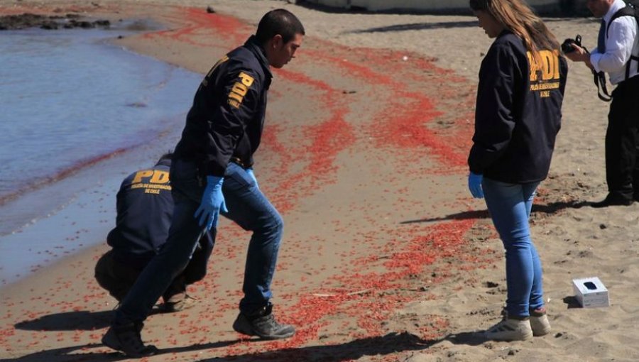 Varazón en Arica: Brigada de Medioambiente realiza diligencias en el sitio del suceso