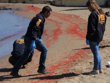 Varazón en Arica: Brigada de Medioambiente realiza diligencias en el sitio del suceso