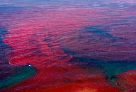 Marea Roja: Decretan alerta sanitaria a la Región de Los Ríos y advierten que el fenómeno aumentará