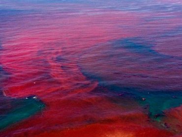 Marea Roja: Decretan alerta sanitaria a la Región de Los Ríos y advierten que el fenómeno aumentará