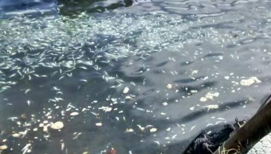 Varazón en Tolten: 300 toneladas de sardinas aparecen en playa de La Araucanía