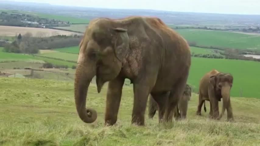 Increíble operación a una muela a Elefante