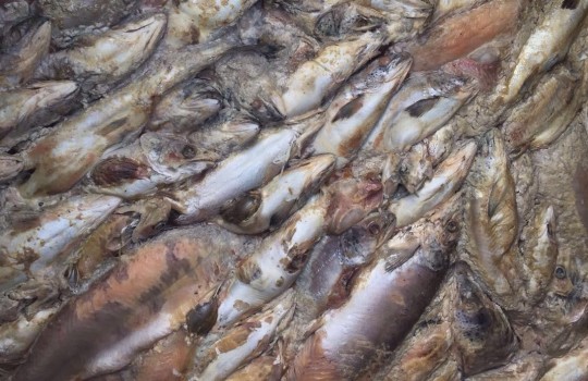 Chiloé en crisis: Ministerio Público investiga vertimiento de salmones muertos al mar