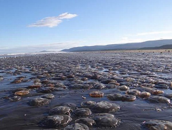 Nueva varazón: Cientos de medusas aparecieron muertas en playa de Chiloé