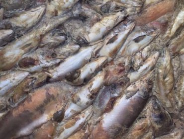 Chiloé en crisis: Ministerio Público investiga vertimiento de salmones muertos al mar