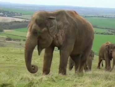 Increíble operación a una muela a Elefante