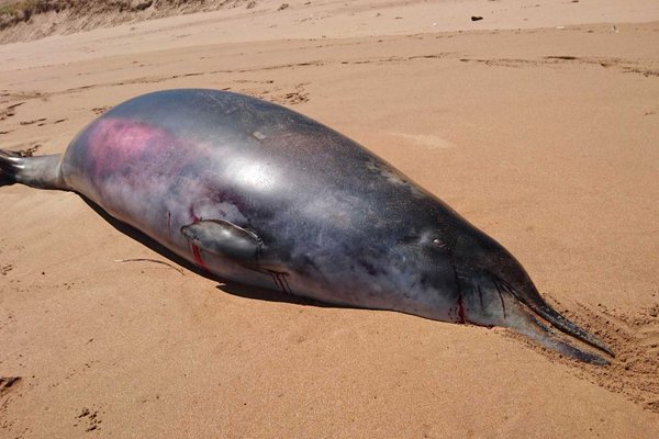 Una rara ballena varada en Australia puede ser un ejemplo de retroceso evolutivo