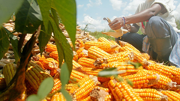 ¿Una solución contra el hambre? Científicos descubren cómo aumentar la producción de cereales