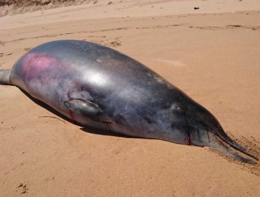 Una rara ballena varada en Australia puede ser un ejemplo de retroceso evolutivo