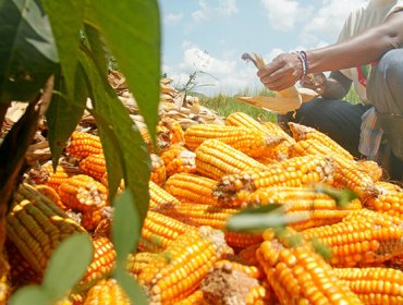 ¿Una solución contra el hambre? Científicos descubren cómo aumentar la producción de cereales