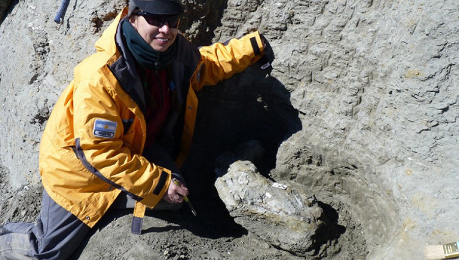 Hallan restos de un ave gigante que vivió hace 50 millones de años en la Antártida