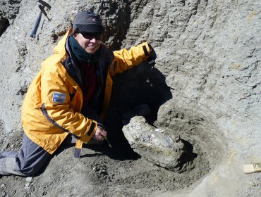 Hallan restos de un ave gigante que vivió hace 50 millones de años en la Antártida